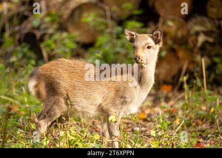 Nahaufnahme von einem Reh im Wald *** Nahaufnahme eines Hirsches im Wald Copyright: xx Stockfoto