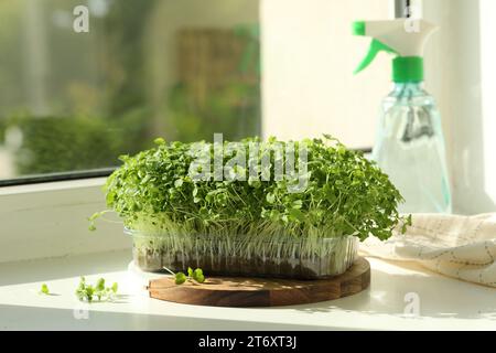 Frischer Daikon-Rettich mikrogrün, der in Kunststoffbehältern auf Fensterbank im Innenbereich wächst Stockfoto