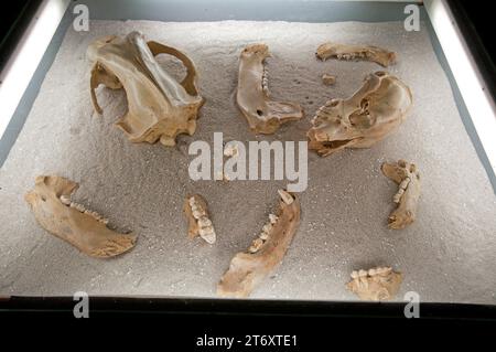 Knochen des Höhlenschädels (Ursus spelaeus) im Besucherzentrum des Naturparks Fanes-Sennes-Prags, San Vigil di Marebbe, Trentino-Südtirol, Italien Stockfoto