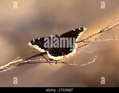 Ein Trauermantel-Schmetterling mit weit geöffneten Flügeln, der im Frühjahr in Colorado auf zarten Frühlingszweigen ruht. Stockfoto