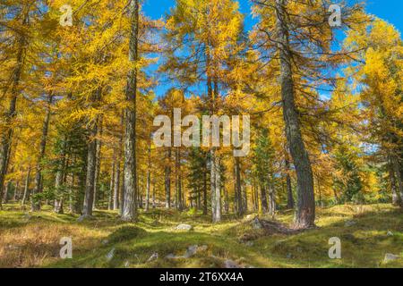 Lebhafter Lärchenwald im Herbst, wunderschöne Bergwälder in voller Herbstvegetation mit allen gelben Bäumen Stockfoto