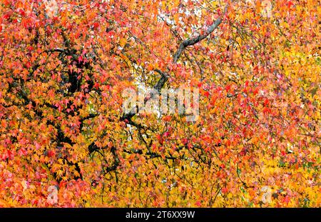 Autumanl Farben Backgroung, Liquidambar Styraciflua Blätter. Stockfoto