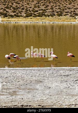 Flamingo, typischer Vogel der Atacama-Wüste - San Pedro de Atacama - Chile Stockfoto