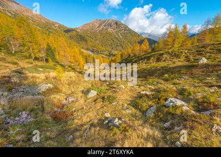 Berge im Herbst mit Lärchenwald im vollen herbstlichen Laub. Wunderschöne und farbenfrohe Herbstvegetation in den Bergen Stockfoto