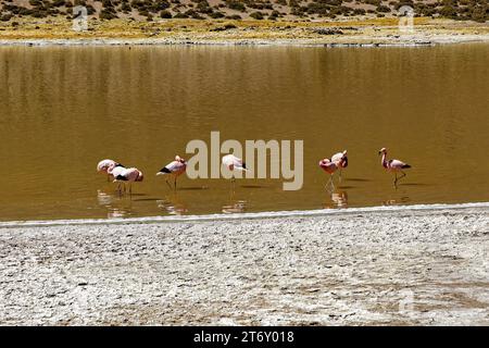 Flamingo, typischer Vogel der Atacama-Wüste - San Pedro de Atacama - Chile Stockfoto