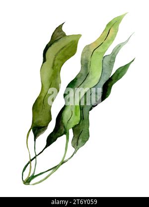 Aquarellillustration von Unterwasser-grünen Algen. Zeichnung von Unterwasserlaminarien auf isoliertem weißem Hintergrund. Skizze der Meeresflora für die Kosmetik Stockfoto