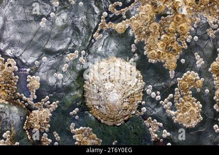 Hier sehen Sie einen Limpet und Nasenhaken auf Küstenfelsen in Nordwales. Stockfoto