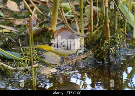 Graues Bachstelz am Wasser Stockfoto