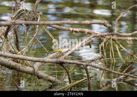 Graues Bachstelz am Wasser Stockfoto