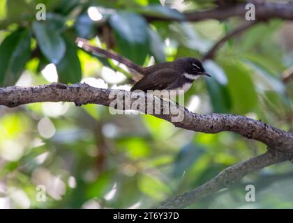 Der malaysische Rattenschwanz ist ein kleiner insektenfressender Vogel, der in Südostasien beheimatet ist. Es hat ein markantes schwarz-weißes Gefieder und ein langes, fächerförmiges Stockfoto