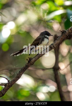 Der malaysische Rattenschwanz ist ein kleiner insektenfressender Vogel, der in Südostasien beheimatet ist. Es hat ein markantes schwarz-weißes Gefieder und ein langes, fächerförmiges Stockfoto