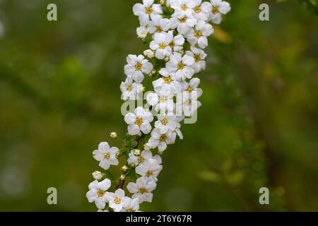 Garland Spiraea .Thunberg Spiraea thunbergii Busch in der Blüte. Hintergrund der weißen Blüten. Spiraea cinerea blüht im Sommer. Frühling blüht mit vielen Stockfoto