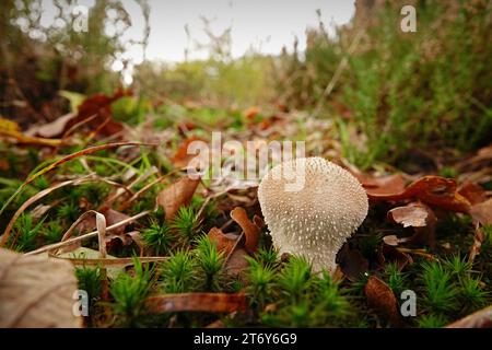 Natürliche Nahaufnahme eines einzelnen gewöhnlichen Warzenpuffballs oder Teufelsschnupfkastenpilzes, Lycoperdon perlatum, auf dem Waldboden Stockfoto