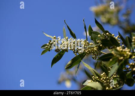 Lorbeer (Laurus nobilis) blüht Laureaceae immergrüner Baum auf einem blauen Himmel Hintergrund. Stockfoto