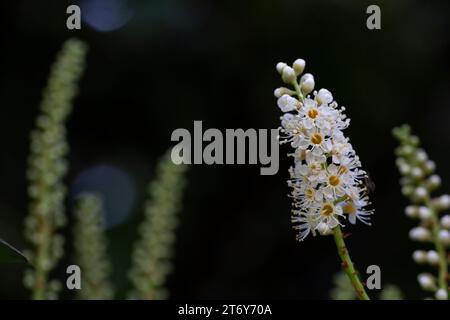 Wunderschöne prunus caucasica laurocerasus Blumen. Zierpflaume. Blütenstände kleiner weißer Blüten auf einem Ast Stockfoto