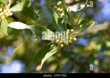 Lorbeer (Laurus nobilis) blüht Laureaceae immergrüner Baum. Stockfoto