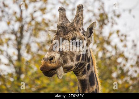 Anmutige Giraffe (Giraffa camelopardalis), gefangen in ihrem afrikanischen Savannenhabitat. Bekannt für seinen legendären langen Ausschnitt und den charakteristischen gepunkteten Mantel. Stockfoto