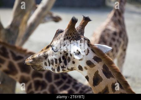 Anmutige Giraffe (Giraffa camelopardalis), gefangen in ihrem afrikanischen Savannenhabitat. Bekannt für seinen legendären langen Ausschnitt und den charakteristischen gepunkteten Mantel. Stockfoto