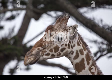 Anmutige Giraffe (Giraffa camelopardalis), gefangen in ihrem afrikanischen Savannenhabitat. Bekannt für seinen legendären langen Ausschnitt und den charakteristischen gepunkteten Mantel. Stockfoto