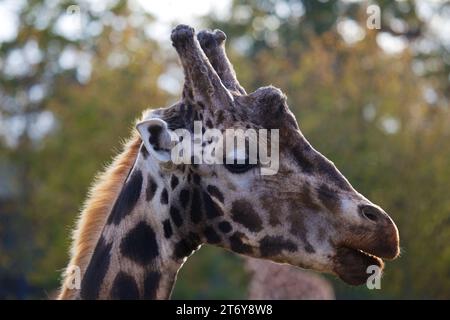 Anmutige Giraffe (Giraffa camelopardalis), gefangen in ihrem afrikanischen Savannenhabitat. Bekannt für seinen legendären langen Ausschnitt und den charakteristischen gepunkteten Mantel. Stockfoto