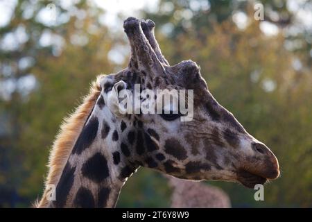 Anmutige Giraffe (Giraffa camelopardalis), gefangen in ihrem afrikanischen Savannenhabitat. Bekannt für seinen legendären langen Ausschnitt und den charakteristischen gepunkteten Mantel. Stockfoto