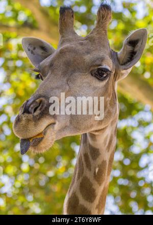 Anmutige Giraffe (Giraffa camelopardalis), gefangen in ihrem afrikanischen Savannenhabitat. Bekannt für seinen legendären langen Ausschnitt und den charakteristischen gepunkteten Mantel. Stockfoto