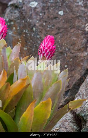 Das leuchtende rosa Brakett der Bromelie Quesnelia testudo blüht in einem Steingarten auf der Insel Maui, Hawaii, USA. Stockfoto