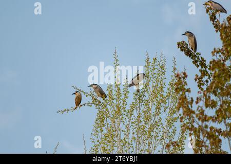 Viele Schwarzgekrönte Nachtreiher (Nycticorax nycticorax) hockten auf einer Pappel. Stockfoto