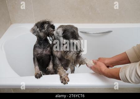 Niedliches Miniatur-Schnauzer-Welpe, das im Bad baden geht Stockfoto