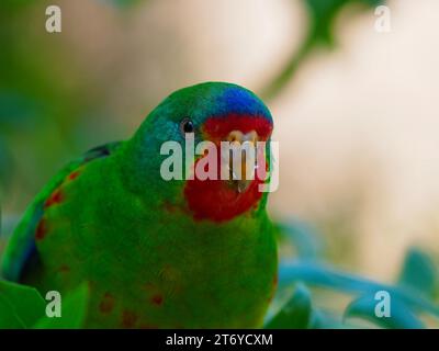 Wunderbarer, fesselnder Papagei mit leuchtendem Gefieder. Stockfoto