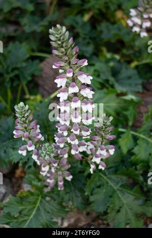Mehrere Blütenbündel eines Akanthus Stockfoto