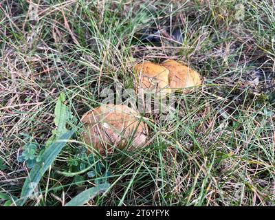 Pilze im Herbstgras, natürlicher Hintergrund der Saison, Waldpilze in Nahaufnahme, selektiver Fokus Draufsicht Stockfoto
