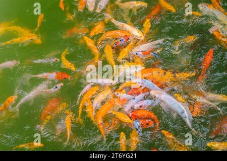 Bunte Teichfische konkurrieren in einem Teich um Nahrung und schaffen eine fesselnde und lebendige Szene. Nahaufnahme des Fotos Stockfoto