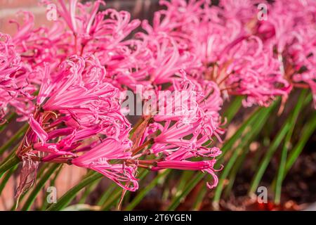 Foto von Herbstblumen auf natürlichem Hintergrund Stockfoto