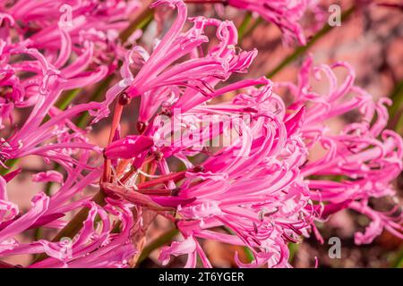 Foto von Herbstblumen auf natürlichem Hintergrund Stockfoto