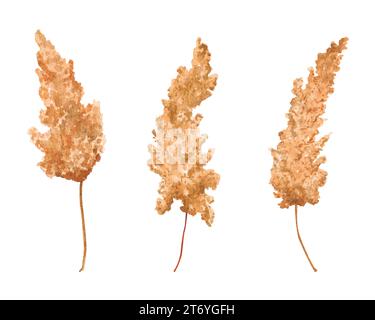 Pampas Grasset. Getrocknete, tote Blumen, trockene Kräuter. Botanische Illustration mit Aquarell. Isolierte Elemente für Verpackungsdesign, Logo, Karten, Hochzeits-Prin Stockfoto