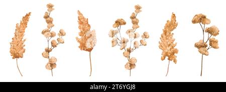 Set getrocknete Blumen, tote Blumen, trockene Kräuter. Botanische Illustration mit Aquarell. Isolierte Elemente für Verpackungsdesign, Logo, Karten, Hochzeitsdruck, Stockfoto