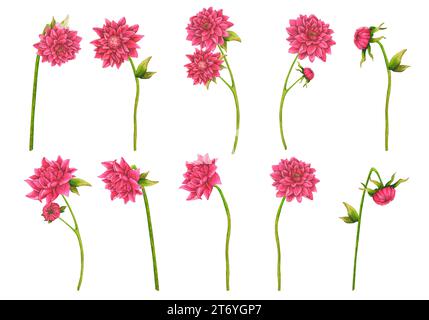 Dahlien, Chrysanthemen. Satz botanischer Aquarellbilder. Blühende Blumen und Knospen. Isolierte Elemente für Verpackungsdesign, Logo, Karten, WE Stockfoto