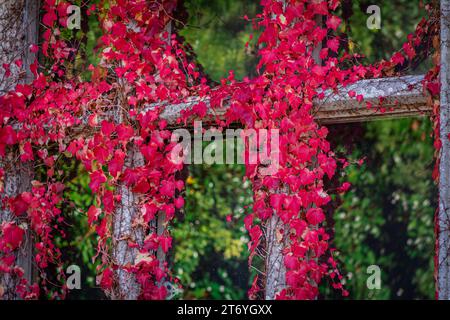 Foto von Herbstblumen auf natürlichem Hintergrund Stockfoto
