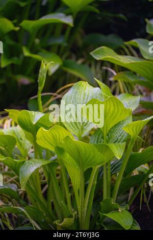 Eine Nahaufnahme der Hostas in einem Garten von Seattle zeigt ihr atemberaubendes Laub. Stockfoto