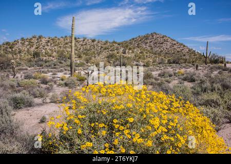 Landscape of Organ Pipe Cactus National Monument in Quitobaquito, mit blühenden Sprödblumen im Vordergrund und Saguaro-Kakteen, Lukeville/Ajo, Arizona USA Stockfoto