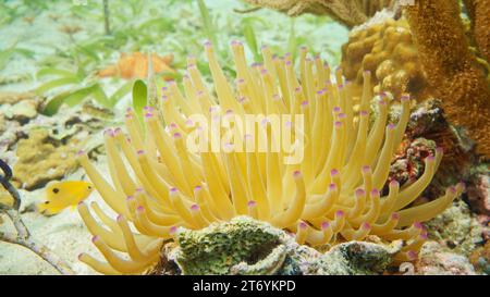 Eine riesige karibische Meeresanemone Condylactis gigantea unter Wasser in der Karibik, natürliche Szene, Zentralamerika, Panama, Bocas del Toro Stockfoto