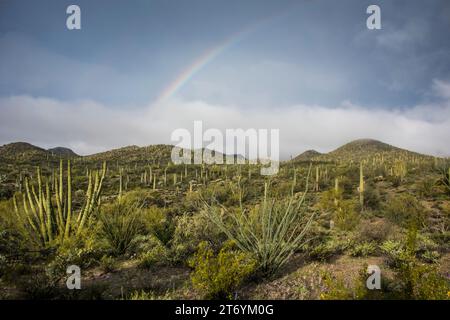 Landschaft mit Regenbogen über der Sonora-Wüste mit Orgelpfeifen-Kakteen, Orgelpfeifen-Kakteen National Monument, ajo, arizona, usa Stockfoto