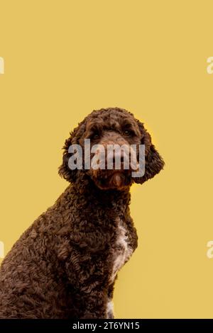 Hauspudel mit Seitenansicht Stockfoto