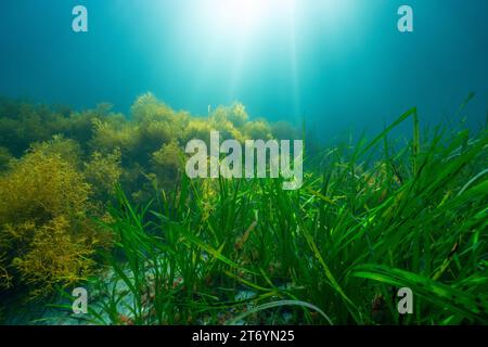 Seegras und Algen mit Sonnenlicht unter Wasser im Atlantischen Ozean, natürliche Szene, Seegras Zostera Marina und Cystoseira baccata Algen, Spanien Stockfoto