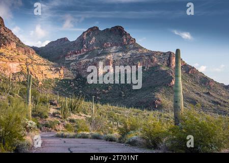 Landschaft am frühen Morgen am Ajo Mountain Drive, Sonora Desert, Orgel Pipe Cactus National Monument, Ajo, Arizona, USA Stockfoto