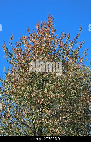 Laubbäume aus der Familie der Rosengewächse die Vogelkirsche mit ersten bunten Blättern im Herbst *** Laubbäume aus der Familie der Rosengewächse die Vogelkirsche mit ihren ersten bunten Blättern im Herbst Stockfoto