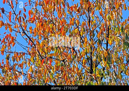 Laubbäume aus der Familie der Rosengewächse die Vogelkirsche mit ersten bunten Blättern im Herbst *** Laubbäume aus der Familie der Rosengewächse die Vogelkirsche mit ihren ersten bunten Blättern im Herbst Stockfoto