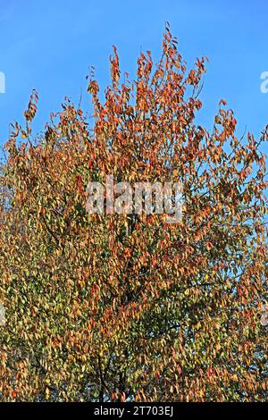 Laubbäume aus der Familie der Rosengewächse die Vogelkirsche mit ersten bunten Blättern im Herbst *** Laubbäume aus der Familie der Rosengewächse die Vogelkirsche mit ihren ersten bunten Blättern im Herbst Stockfoto