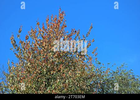 Laubbäume aus der Familie der Rosengewächse die Vogelkirsche mit ersten bunten Blättern im Herbst *** Laubbäume aus der Familie der Rosengewächse die Vogelkirsche mit ihren ersten bunten Blättern im Herbst Stockfoto